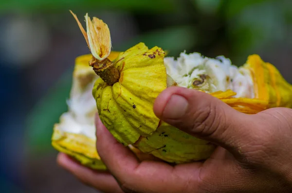 Close up de frutas frescas de cacau nas mãos dos agricultores. Fruta de cacau orgânica - comida saudável. Corte de cacau cru dentro da floresta amazônica no Parque Nacional Cuyabeno, no Equador — Fotografia de Stock