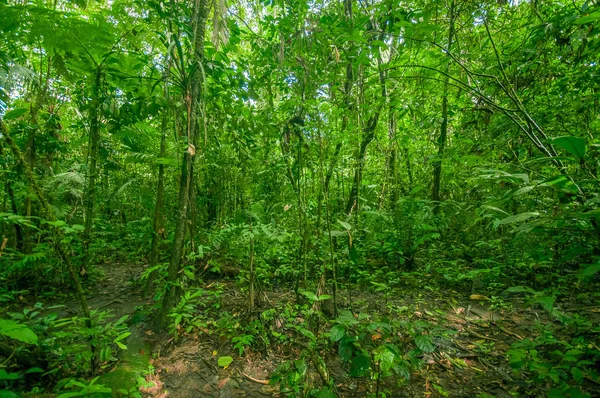 Inside of the amazonian Jungle, surrounding of dense vegetation in the Cuyabeno National Park, South America Ecuador — Stock Photo, Image