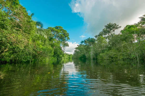 Vegetação densa no rio Cuyabeno dentro da floresta amazônica no Parque Nacional da Reserva de Vida Selvagem de Cuyabeno, América do Sul Equador — Fotografia de Stock