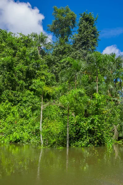 Lugn och magiska mörkt Amazon vatten, ligger i Amazonas regnskog i Cuyabeno nationalpark, i Sucumbios-provinsen i Ecuador — Stockfoto