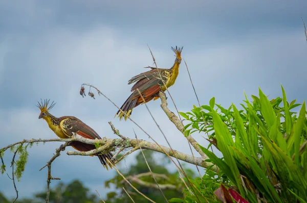 Group of hoatzins, episthocomus hoazin, endemic bird sitting on a branch inside the amazon rainforest in Cuyabeno National Park, in Ecuador — Stock Photo, Image