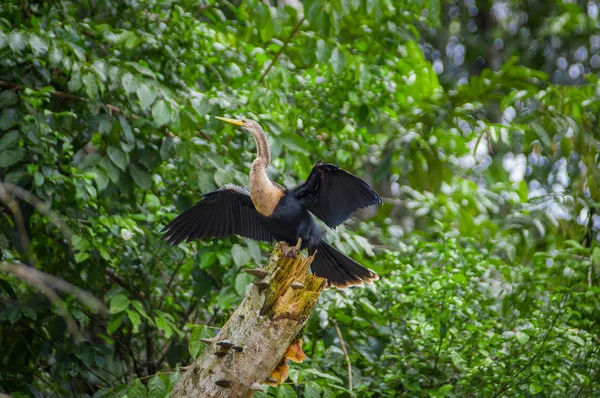 Anhinga o ave serpiente sentada sobre una rama, dentro de la selva amazónica en el Parque Nacional Cuyabeno en Ecuador —  Fotos de Stock