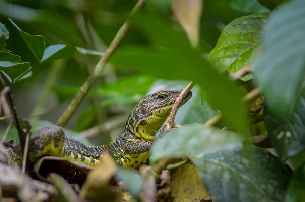 Closeup of a lizard hiding in the forest in Cuyabeno National Park in Ecuador — Stock Photo, Image