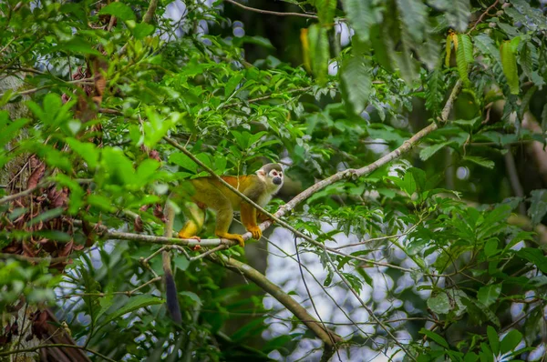 Gemeenschappelijke squirrel Monkey spelen in de bomen, binnenkant Cuyabeno Nationaal Park in Ecuador, Zuid-Amerika — Stockfoto