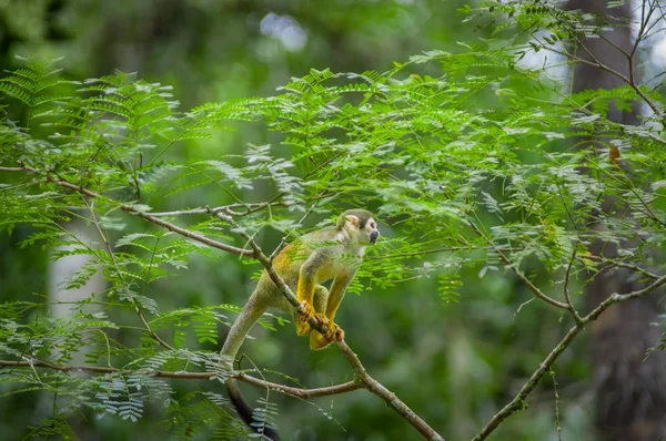 Singe écureuil commun jouant dans les arbres, à l'intérieur du parc national Cuyabeno en Équateur, en Amérique du Sud — Photo