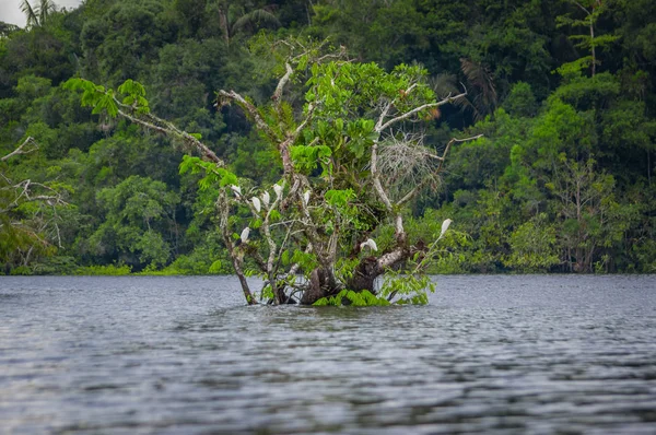 Lovely shot of Heron birds photographed in its natural environment sitting on branches of an aquatic tree inside of the amazon rain forest in Cuyabeno National Park, Ecuador — Stock Photo, Image