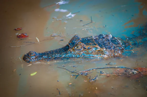 Caiman na água escura no rio Cuyabeno, Reserva de Vida Selvagem de Cuyabeno, Equador — Fotografia de Stock