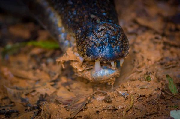 Primo piano di una foce di caimano nell'acqua fangosa sulla riva del fiume Cuyabeno, Riserva Naturale Cuyabeno, Ecuador — Foto Stock