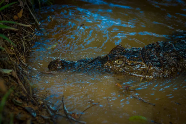 Caiman na água lamacenta na margem do rio Cuyabeno, Reserva de Vida Selvagem de Cuyabeno, Equador — Fotografia de Stock