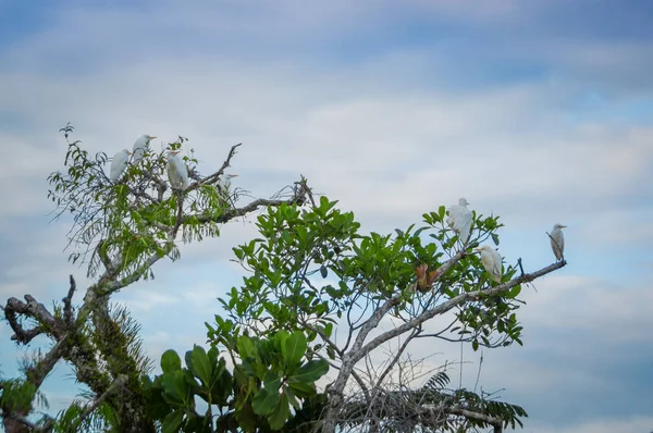 Schöne Aufnahme von Reihern, die in ihrer natürlichen Umgebung auf Ästen eines Wasserbaums im Amazonas-Regenwald im Cuyabeno-Nationalpark, Ecuador, fotografiert wurden — Stockfoto