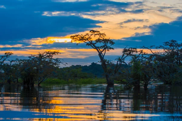 日没 Cuyabeno 野生生物保護区、アマゾン、エクアドルでのラグナ ・ グランデに浸水ジャングルのシルエットを描くこと — ストック写真