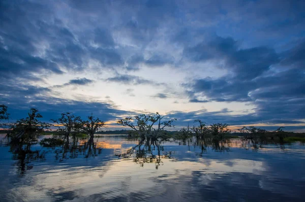 Solnedgång silhouetting en översvämmad djungel i Laguna Grande, i Cuyabeno Wildlife Reserve, Amazonas, Ecuador — Stockfoto