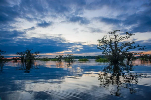 Atardecer silueta una selva inundada y algunas plantas acuáticas en Laguna Grande, en la Reserva de Vida Silvestre Cuyabeno, Cuenca Amazónica, Ecuador — Foto de Stock