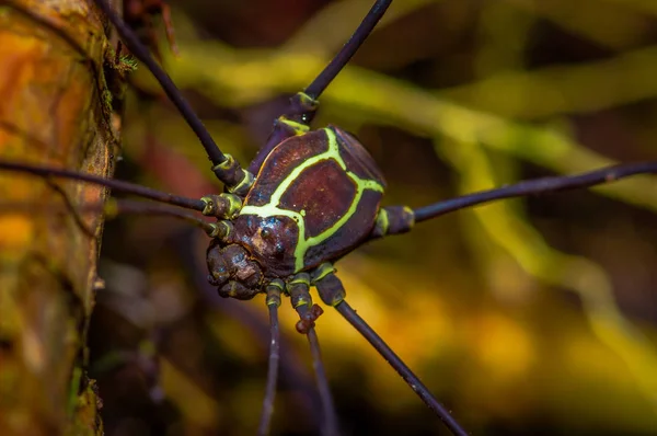 Spindel inuti den Cuyabeno nationalpark, i Ecuador — Stockfoto