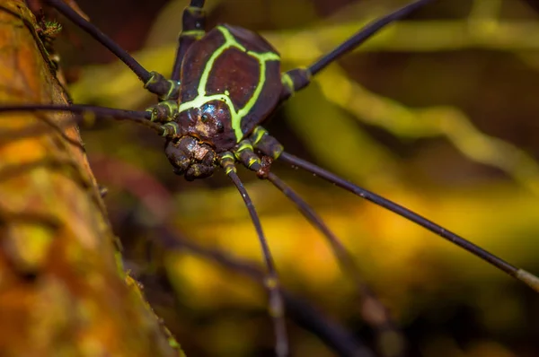 Colorida araña dentro del Parque Nacional Cuyabeno, en Ecuador — Foto de Stock