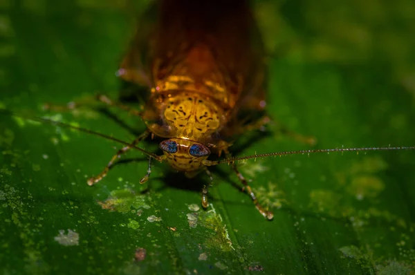 Csótányok az Egyenlítői nedves Egyenlítői esőerdők Dél-Amerika. Dictyoptera, Blattoptera, Blattodea az Amazon, Cuyabeno Ecuador — Stock Fotó