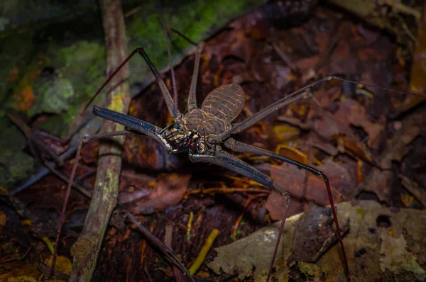 Scorpion Bicz, chodzenie do podglądu poprzez suche liście, Bicz Scorpion amblypygi wewnątrz lasu w Cuyabeno Parku Narodowego, w Ekwadorze — Zdjęcie stockowe