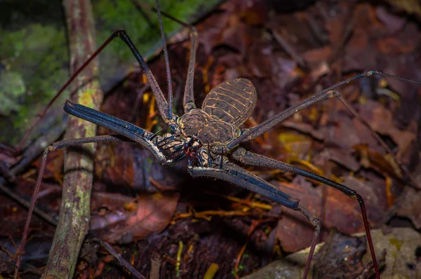 Frusta Scorpione camminando verso lo spettatore attraverso foglie secche, frusta Scorpione amblypygi all'interno della foresta nel Parco Nazionale di Cuyabeno, in Ecuador — Foto Stock