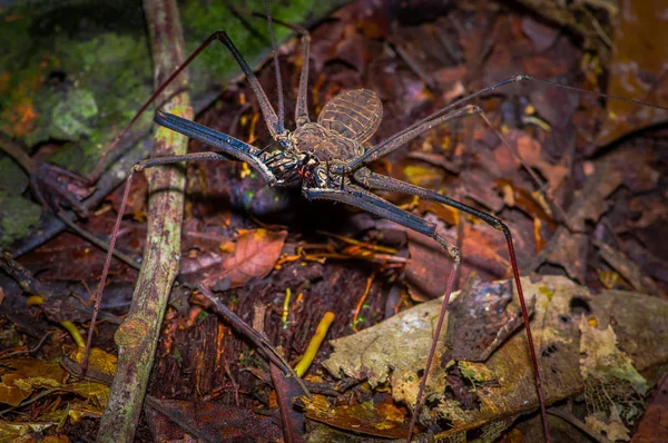 Látigo Escorpión caminando hacia el espectador a través de hojas secas, látigo Escorpión amblypygi dentro del bosque en el Parque Nacional Cuyabeno, en Ecuador — Foto de Stock