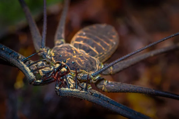 Primo piano di una frusta Scorpion che cammina verso lo spettatore attraverso foglie secche, frusta Scorpion amblypygi all'interno della foresta nel Parco Nazionale di Cuyabeno, in Ecuador — Foto Stock