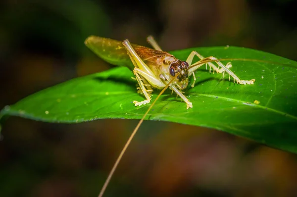 Colorful Grasshopper sitting over green leafs, in Cuyabeno National Park, in Ecuador — Stock Photo, Image