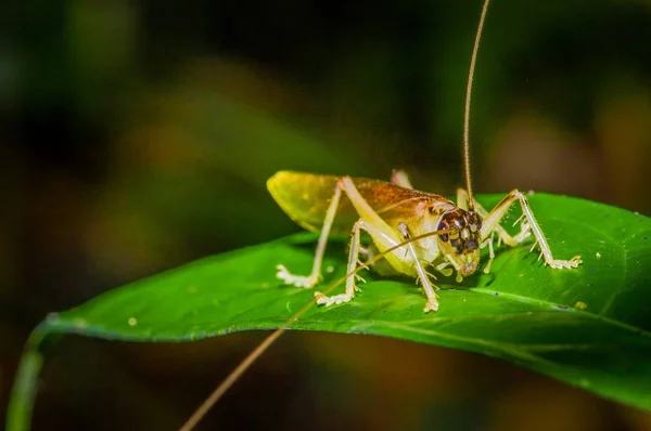 Colorful Grasshopper sitting over green leafs, in Cuyabeno National Park, in Ecuador — Stock Photo, Image