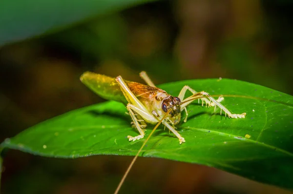 Bunte Heuschrecke sitzt über grünen Blättern im Cuyabeno Nationalpark in Ecuador — Stockfoto