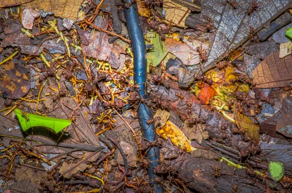 Small red ants cutting tree leafs, on the ground inside the forest in Cuyabeno National Park, in Ecuador — Stock Photo, Image