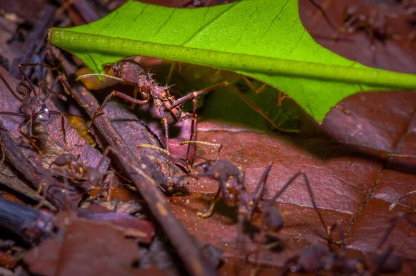 Small red ants cutting tree leafs, on the ground inside the forest in Cuyabeno National Park, in Ecuador — Stock Photo, Image