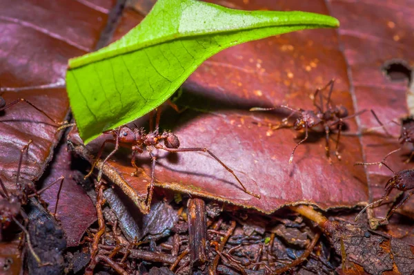 Pequenas formigas vermelhas cortando folhas de árvores, no chão dentro da floresta no Parque Nacional Cuyabeno, no Equador — Fotografia de Stock