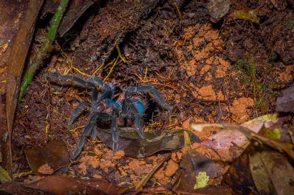 Самый красивый вид тарантулов в мире, поедающий птиц Мартиники, находится рядом с лесом в Национальном парке Куябено, в Эквадоре — стоковое фото