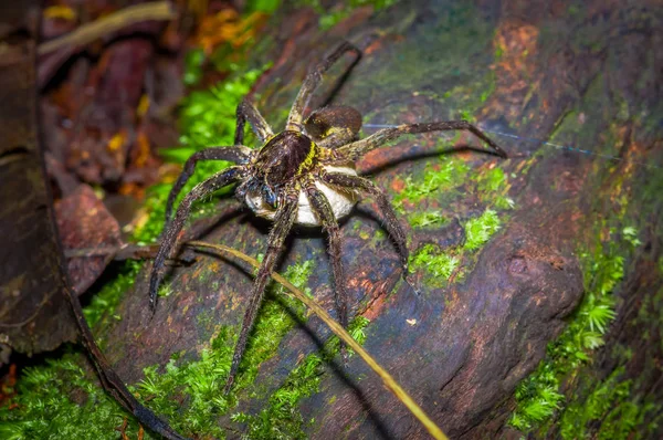 Un păianjen mare care transportă sub ea o pungă albă de ouă, în interiorul pădurii din Parcul Național Cuyabeno, Ecuador — Fotografie, imagine de stoc