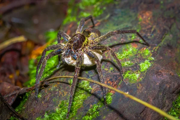 Большой паук несет под собой белый мешок с яйцами, внутри леса в Национальном парке Куябено, в Эквадоре — стоковое фото