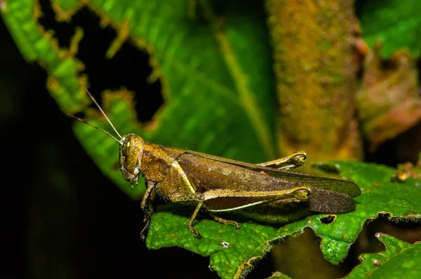 Färgglad gräshoppa klättra över gröna blad, i Cuyabeno nationalpark, i Ecuador — Stockfoto