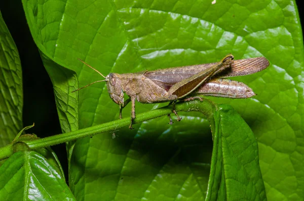 Colorido saltamontes trepando sobre hojas verdes, en el Parque Nacional Cuyabeno, en Ecuador — Foto de Stock