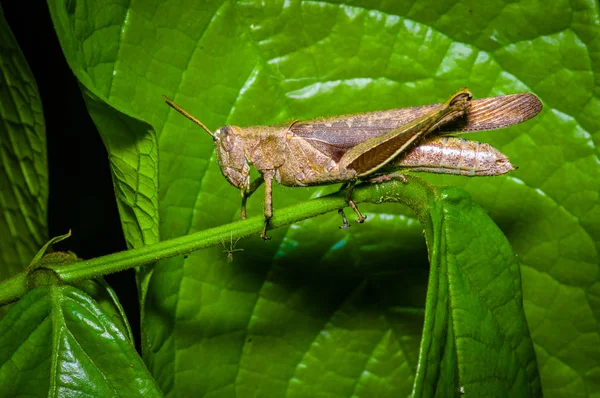 Färgglad gräshoppa klättra över gröna blad, i Cuyabeno nationalpark, i Ecuador — Stockfoto