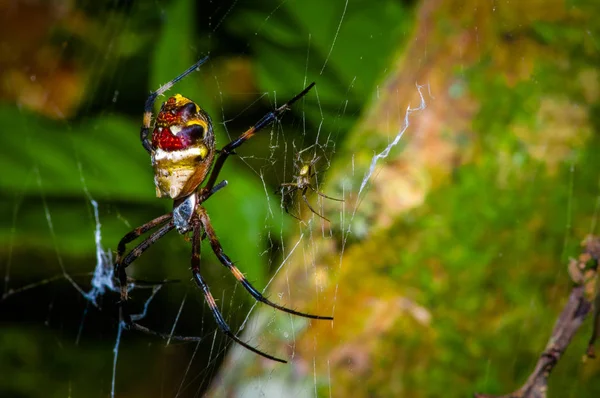 Spider colorato all'interno del Parco Nazionale Cuyabeno, in Ecuador — Foto Stock