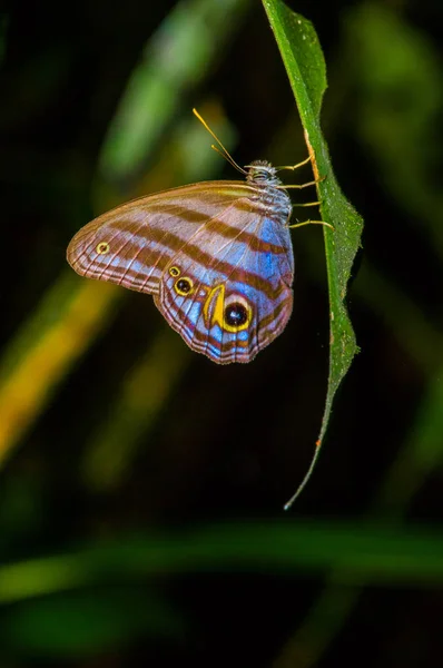 Γίγαντας πεταλούδα Οϊλέας Caligo, της πεταλούδας κουκουβαγιών, τροπικό δάσος του Αμαζονίου, στο εθνικό πάρκο Cuyabeno, στην Νότια Αμερική Εκουαδόρ — Φωτογραφία Αρχείου