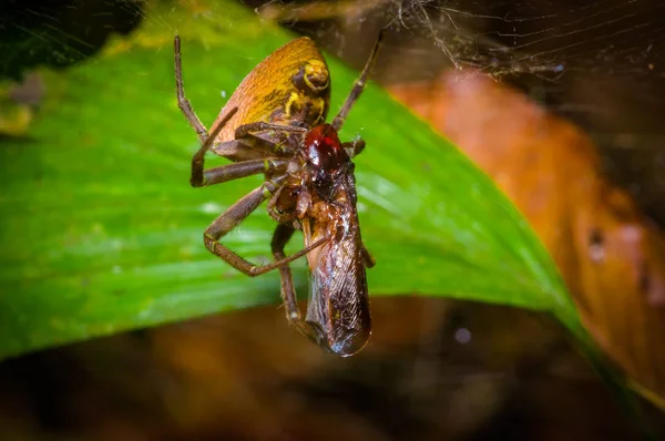 Una pequeña araña con un insecto envuelto con una telaraña encontrada en la selva amazónica del Parque Nacional Cuyabeno, en Ecuador — Foto de Stock