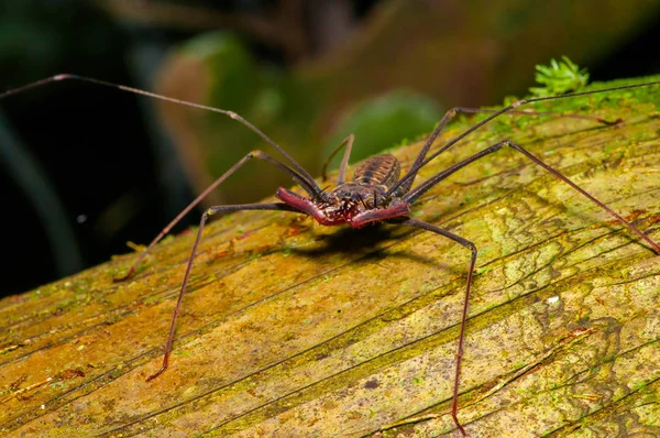Piska Scorpion poserar över en torr stam, piska Scorpion amblypygi inne i skogen i Cuyabeno nationalpark, i Ecuador — Stockfoto