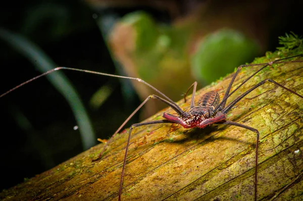 Piska Scorpion poserar över en torr stam, piska Scorpion amblypygi inne i skogen i Cuyabeno nationalpark, i Ecuador — Stockfoto