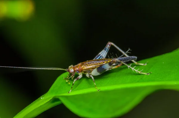 Colorful Grasshopper climbing over green leafs, in Cuyabeno National Park, in Ecuador — Stock Photo, Image