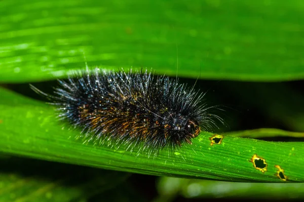 Fekete és narancssárga szőrös caterpillar át a zöld leveles insideof, a Cuyabeno Nemzeti Park, az ecuadori Amazonas-esőerdő — Stock Fotó