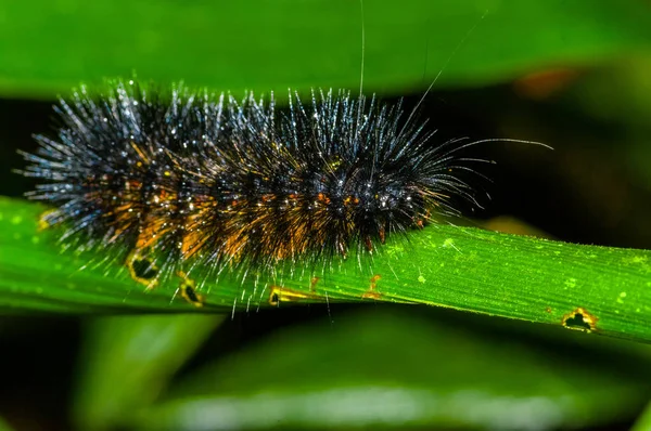 Fekete és narancssárga szőrös caterpillar át a zöld leveles insideof, a Cuyabeno Nemzeti Park, az ecuadori Amazonas-esőerdő — Stock Fotó