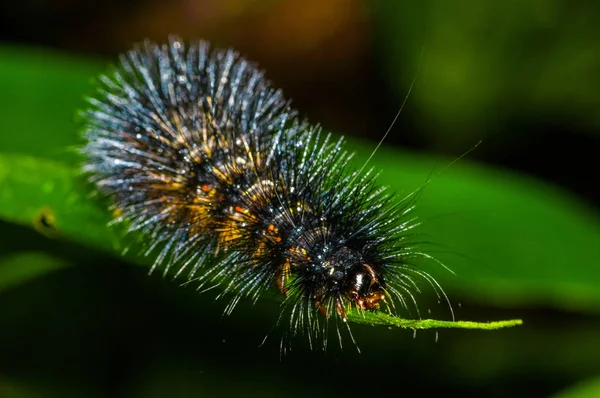 Fekete és narancssárga szőrös caterpillar át a zöld leveles insideof, a Cuyabeno Nemzeti Park, az ecuadori Amazonas-esőerdő — Stock Fotó
