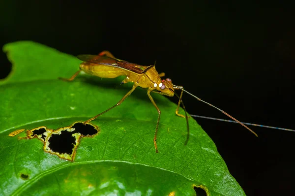 Small red insect sitting on a green leaf in the amazon rainforest in Cuyabeno National Park, in Ecuador — Stock Photo, Image