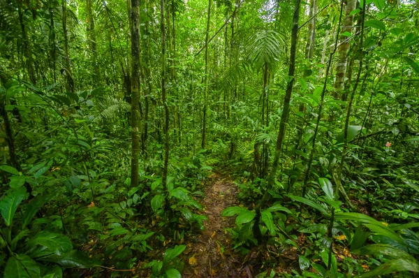 Inside of the amazonian Jungle, surrounding of dense vegetation in the Cuyabeno National Park, South America Ecuador — Stock Photo, Image