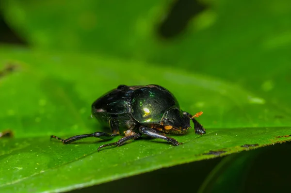 Amazońskie skarabeuszem na zielony liść wewnątrz lasu deszczowego amazon w Ecuador Park Narodowy Cuyabeno — Zdjęcie stockowe