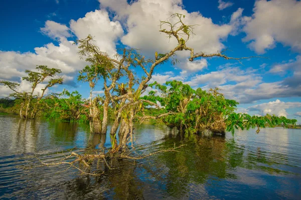 Vatten träd finns i tropiska och subtropiska tidvattenområden, Cuyabeno Wildlife Reserve National Park, i Ecuador, i en solig dag — Stockfoto