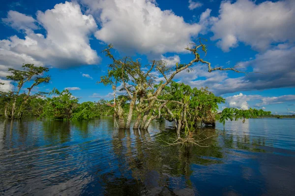 Woda drzew rosnących w tropikalnych i subtropikalnych obszarach pływowych, Cuyabeno Wildlife Reserve National Park, w Ekwadorze, w słoneczny dzień — Zdjęcie stockowe